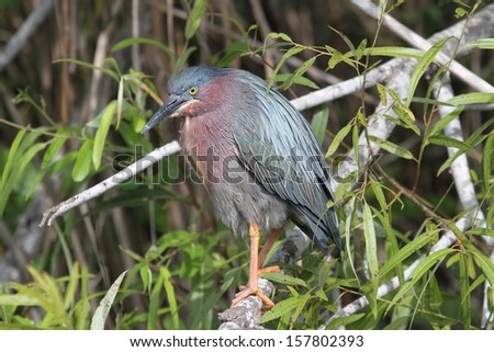 Green Heron (Butorides virescens) in the Florida Everglades