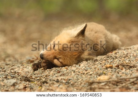 Red Fox Kit (vulpes) sleeping near the den