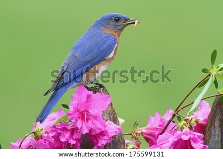 Male Eastern Bluebird (Sialia sialis) on a fence with flowers