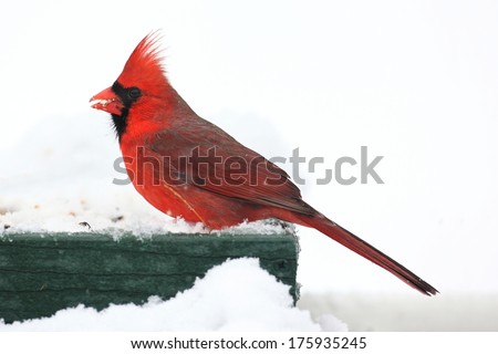 Male Northern Cardinal (cardinalis cardinalis) on a feeder in snow