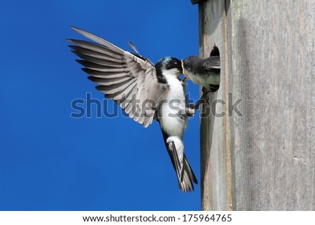 Tree Swallow (tachycineta bicolor) feeding hungry babies