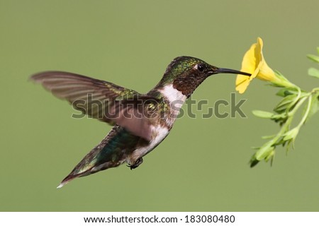 Male Ruby-throated Hummingbird (archilochus colubris) in flight with a yellow flower and a green background