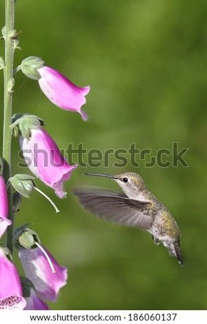 Annas Hummingbird (Calypte anna) in flight at a flower with a green background