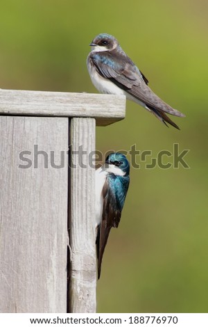 Pair of Tree Swallows (tachycineta bicolor) on a bird house