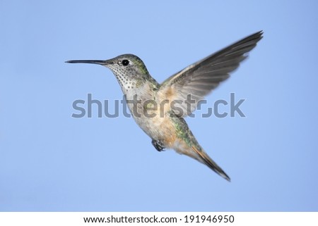 Broad-tailed Hummingbird (Selasphorus platycercus) in flight with a blue sky background