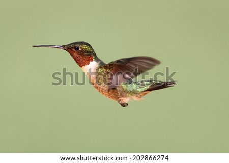 Ruby-throated Hummingbird (archilochus colubris) in flight with a green background