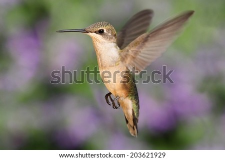 Female Ruby-throated Hummingbird (archilochus colubris) in flight with a colorful background