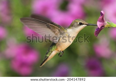Female Ruby-throated Hummingbird (archilochus colubris) in flight at a flower with a colorful background