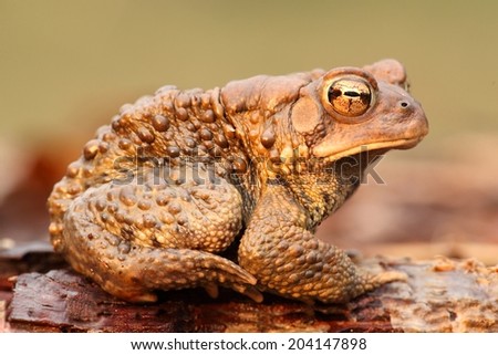 Male American Toad (Bufo americanus) with a green background