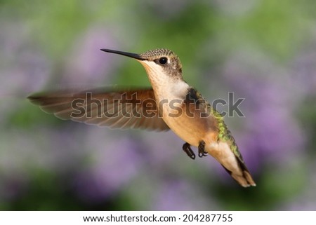 Female Ruby-throated Hummingbird (archilochus colubris) in flight with a colorful background