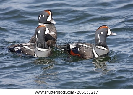 Flock of colorful male Harlequin Duck (histrionicus histrionicus) swimming in the Atlantic Ocean
