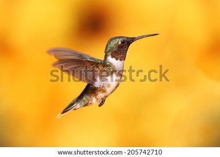 Juvenile Male Ruby-throated Hummingbird (archilochus colubris) in flight with a colorful background