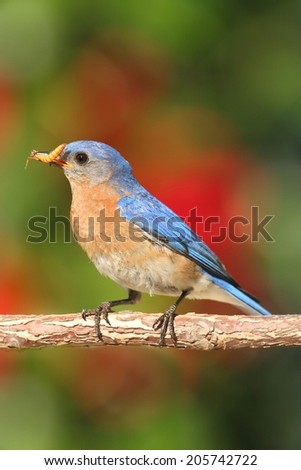 Eastern Bluebird (Sialia sialis) on a perch with flowers and worms