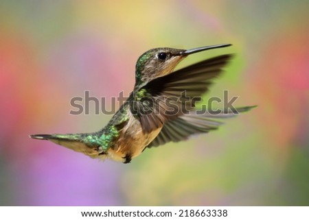 Ruby-throated Hummingbird (archilochus colubris) in flight with a colorful background
