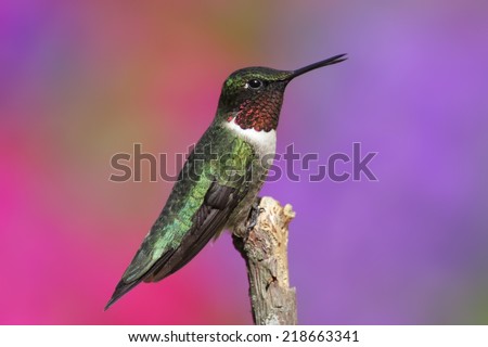 Male Male Ruby-throated Hummingbird (archilochus colubris) with a colorful background