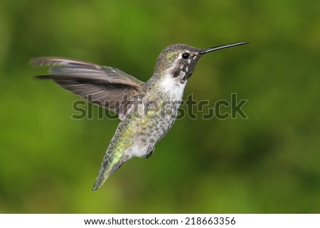 Annas Hummingbird (Calypte anna) in flight with a green background