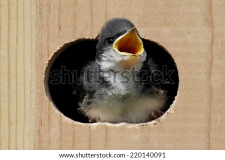 Baby Tree Swallow (tachycineta bicolor) looking out of a bird house