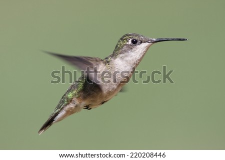 Female Ruby-throated Hummingbird (archilochus colubris) in flight with a green background