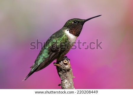 Male Ruby-throated Hummingbird (archilochus colubris) with a colorful background