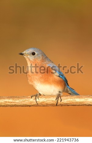 Male Eastern Bluebird (Sialia sialis) on a perch with a brown background and negative space