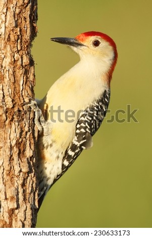 Male Red-bellied Woodpecker (Melanerpes carolinus) on a tree trunk
