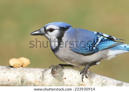 Close-up of a Blue Jay (corvid cyanocitta) eating peanuts with a green background and negative space