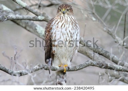 Juvenile Coopers Hawk (Accipiter cooperii) in a tree in winter