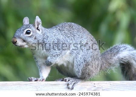 Arizona gray squirrel (Sciurus arizonensis) balanced on a fence