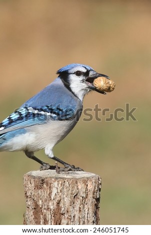 Close-up of a Blue Jay (corvid cyanocitta) eating peanuts with a green background and negative space