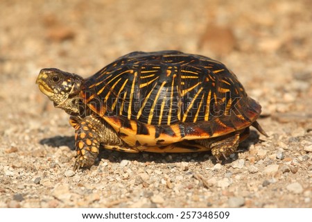 Western Box Turtle (Terrapene ornata) in the flint hills of Kansas