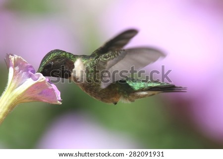 Male Ruby-throated Hummingbird (archilochus colubris) in flight with a flower and a colorful background