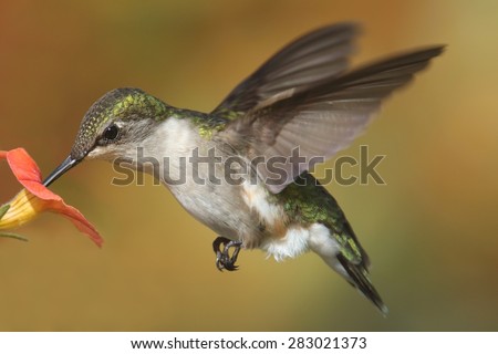 Female Ruby-throated Hummingbird (archilochus colubris) in flight with a flower and a colorful background