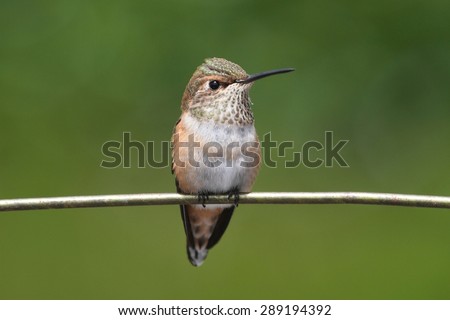 Allens Hummingbird (Selasphorus sasin) on a perch with a green background