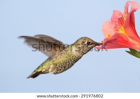 Annas Hummingbird (Calypte anna) in flight with a flower and a blue background