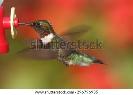 Male Ruby-throated Hummingbird (archilochus colubris) in flight at a feeder with flowers in the background