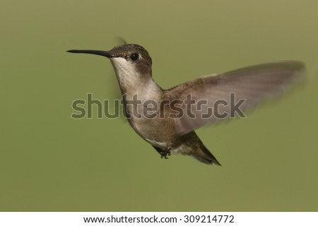 Female Ruby-throated Hummingbird (archilochus colubris) in flight with a green background