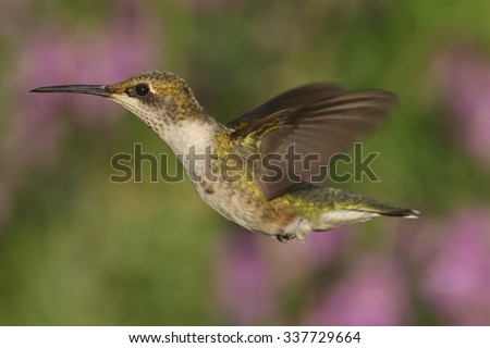 Female Ruby-throated Hummingbird (archilochus colubris) in flight with a colorful floral background