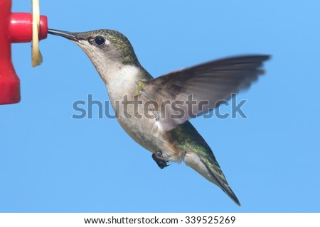 Juvenile male Ruby-throated Hummingbird (archilochus colubris) in flight at a feeder with blue background