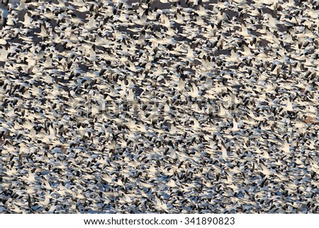 Large flock of Snow Geese (chen caerulescens) taking flight