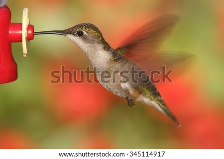 Female Ruby-throated Hummingbird (archilochus colubris) in flight at a feeder with a colorful background