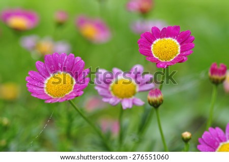Close Up of Colorful Flower with Blur Background, Edges Flowers a bit blur due to Shallow Depth Of Field and Selective Focus