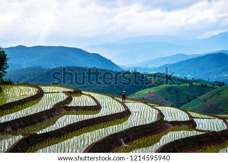 Asian woman travel nature. Travel relax. Walking take a photo on the  field rice in rainy season.