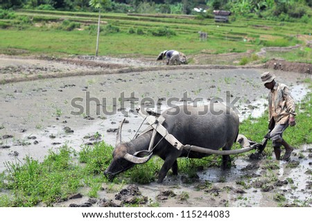 PADANG, INDONESIA - AUGUST  7 : On cultivated land Indonesia occupies the 7th place in the world. The third part of them are irrigated. Field preparation for planting rice on August 7, 2011 in Padang