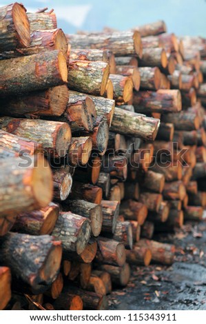 mangrove wood to be processed as charcoal