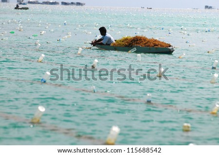 SABAH, MALAYSIA - APRIL 25:  A Bajau seaweed farmer  collecting seaweed grown off the shore of Semporna island on APRIL 25, 2011 in Sabah, Malaysia.