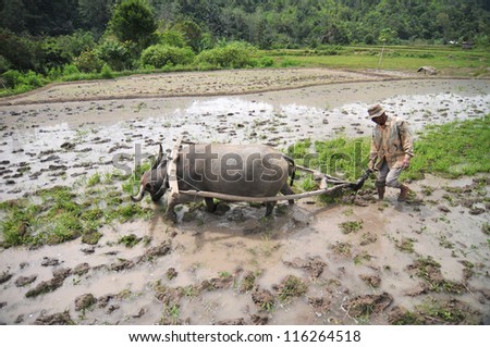 PADANG, INDONESIA - AUGUST 7 : On cultivated land Indonesia occupies the 7th place in the world. The third part of them are irrigated. Field preparation for planting rice on August 7, 2011 in Padang