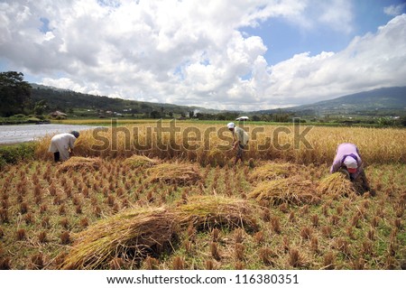 PADANG,INDONESIA- APRIL 19: Local people working on the rice field on April 19,2011 in Padang, Indonesia. Rice is more than just the staple food; it is an integral part of the Indonesian culture.