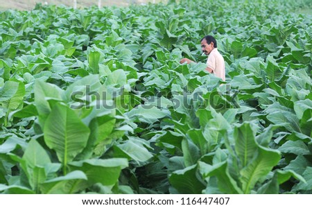 KOTA BHARU, MALAYSIA - MARCH 30: Unidentified tobacco farmer harvests leaves of tobacco on March 30, 2007 in Kota Bharu, Kelantan. Tobacco is a major product of the Province.
