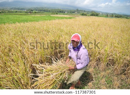 PADANG, INDONESIA - AUGUST 6: Unidentified Indonesian farmer works hard on rice field on August 6, 2011 in Padang, Indonesia. For many farmers rice is the main source of income (around $800 annual).