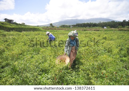 BALI,INDONESIA -DEC 1 : Unidentified Indonesian people working on the vegetables plant on December 1,2011 in Bali, Indonesia. Most agriculture in Indonesia are manual agriculture.